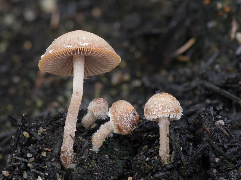 Psathyrella pennata